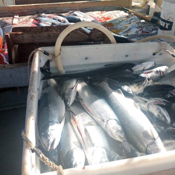 Coho (Silver Salmon) - Image 2